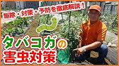 家庭菜園の害虫 トマトの葉に白い線が現れる原因は 病気 害虫 栄養不足 日焼け 特徴的な痕跡で初心者でもラクラク診断 Youtube 家庭菜園の害虫 トマトの葉に白い線が現れる原因は 病気 害虫 栄養不足 日焼け 特徴的な痕跡で初心者でもラクラク診断 Youtube