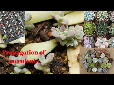 Succulent plants reproduction from cuttings