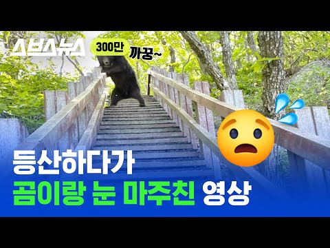 한국 반달가슴곰은 진짜 사람을 찢을까? 실제로 곰이 사람을 마주치면 하는 행동!  / 스브스뉴스