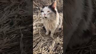 This Dirty Cat Is Very Hungry #Cat #Funny #Dirty