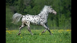 Appaloosa (Toccatina) By Anne Shannon Demarest