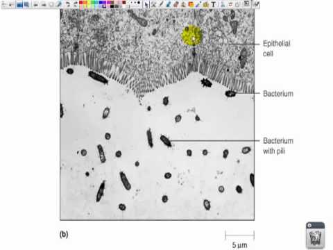 Prokaryotic Cell Structures Part 2 - YouTube