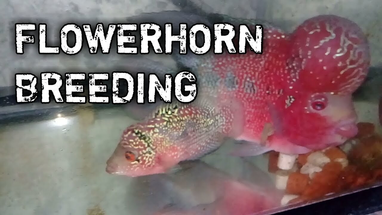 FLOWERHORN BREEDING update (tagalog w/ english sub) hendrix backyard