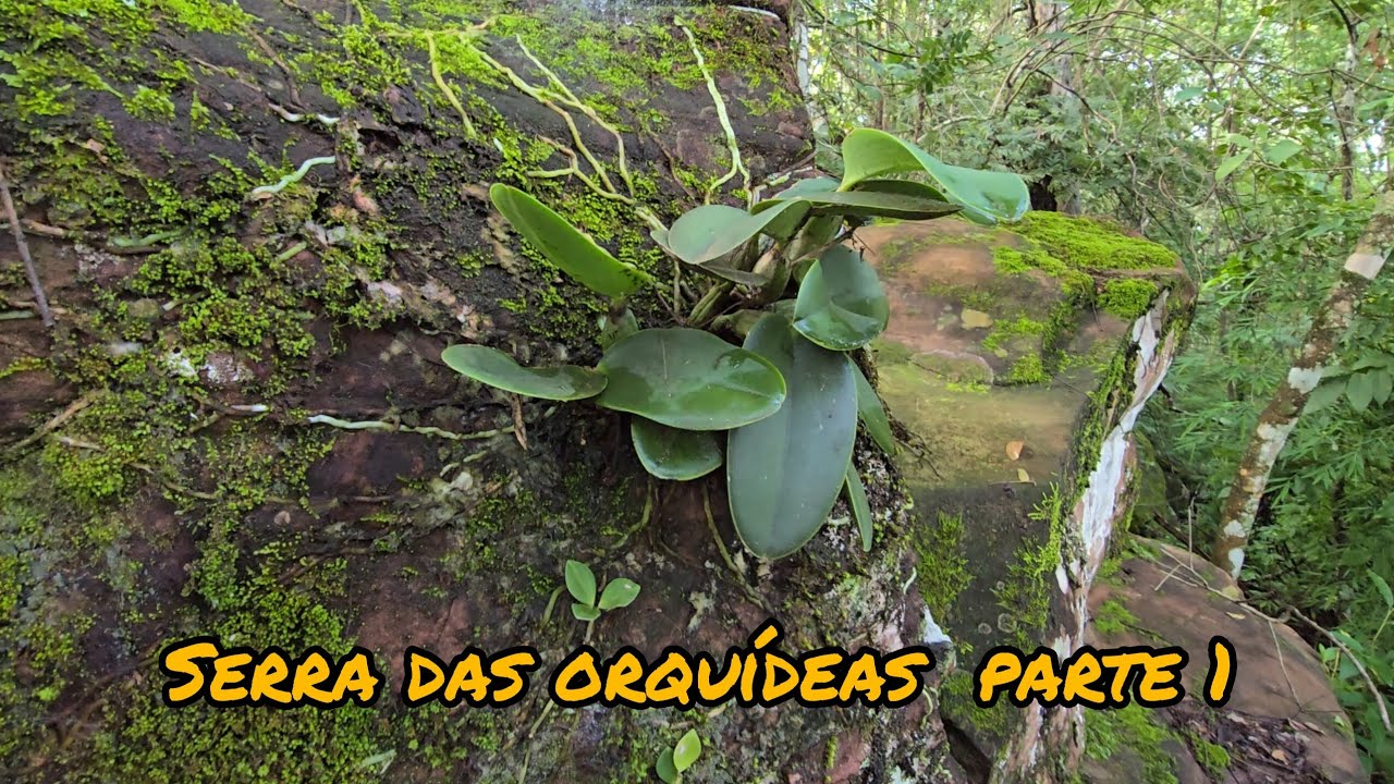 Serra das orquídeas. Um habitat impressionante #Orquídeas #natureza 