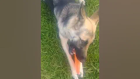 The frisbee disc