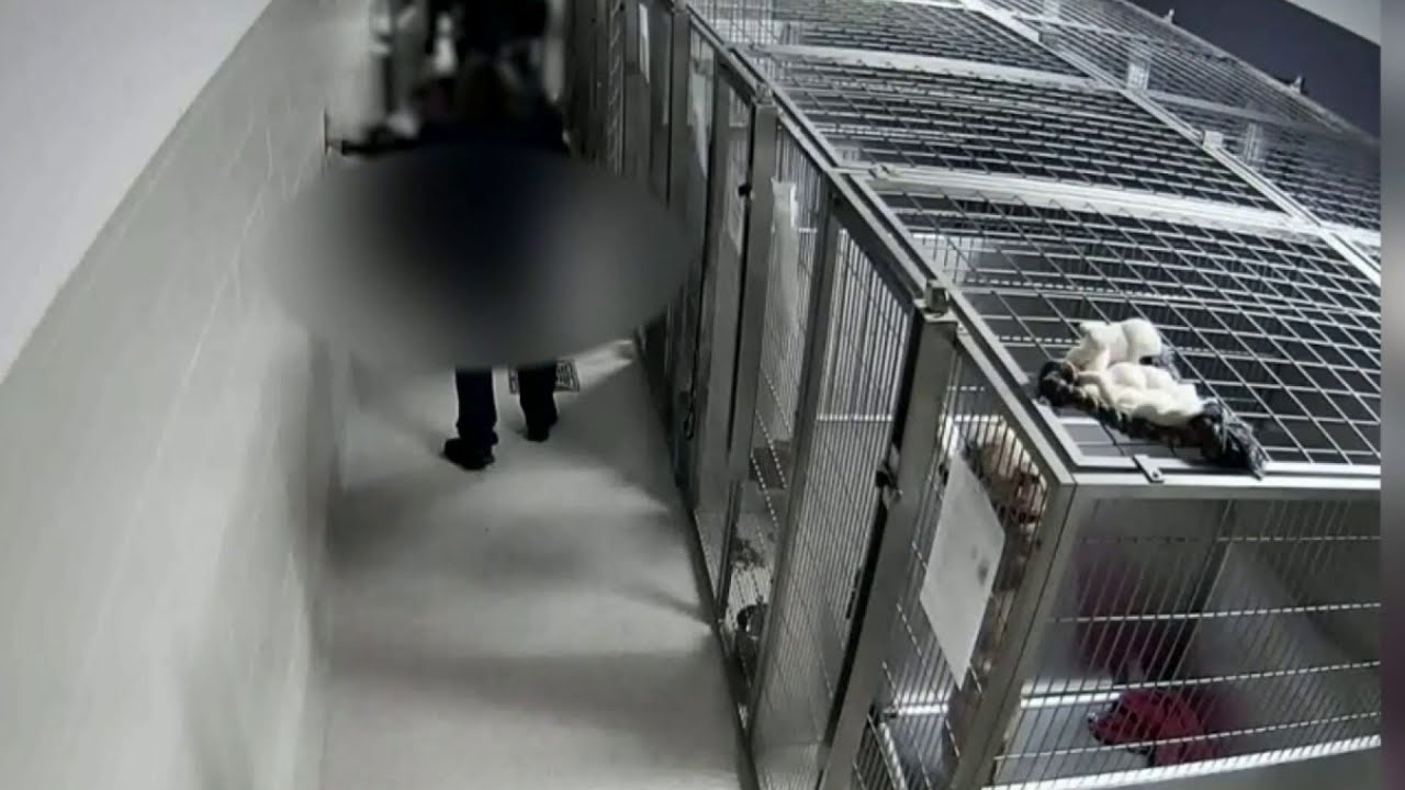 Video shows dog attack inside Oakland County animal shelter