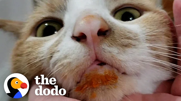 Food-Obsessed Cat Has Taught Himself To Open Containers With His Teeth | The Dodo Cat Crazy - DayDayNews