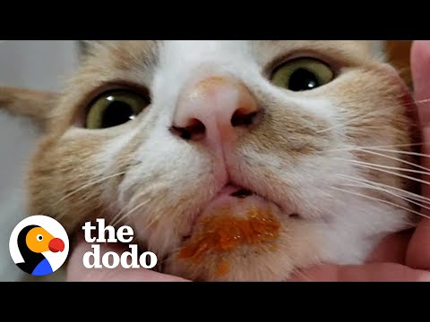 Video: Kā padarīt blusu medicīnu kaķiem
