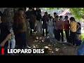 Handwara: Leopard Dies of Electrocution After Climbing Tree