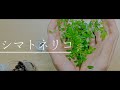 【ボイスロイド】シマトネリコの植え替えをする【観葉植物】