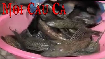 Mồi Câu Cá Lau Kiếng Đặc Biệt, bao cá ăn| Ông Ba Câu