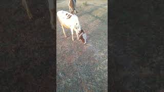 संध्या समय गाय चारण||Cow grazing in the evening