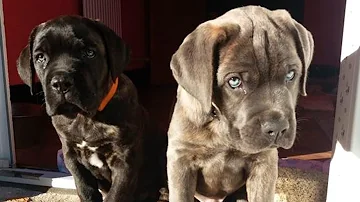 🐶 (Get Ready to Melt) CANE CORSO PUPPIES at Their Finest