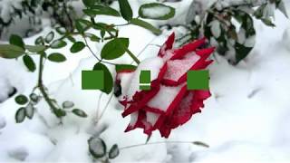 Роза Под Снегом