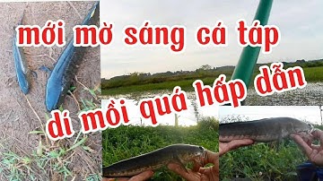 Câu rê cá lóc, cá dí mồi táp quá hấp dẫn 