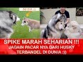 SPIKE MARAH  ada HUSKY bandel banget :D - VLOG