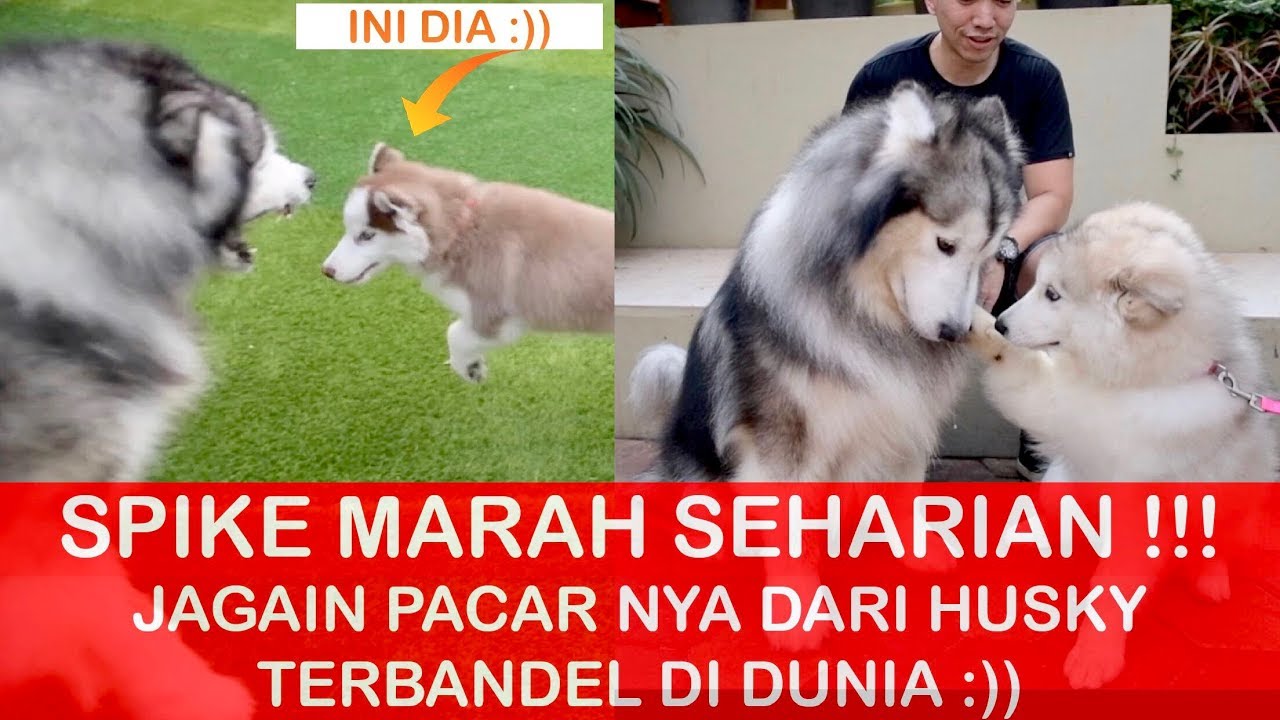 5 Channel Youtube Binatang Peliharaan Yang Menghibur Dan