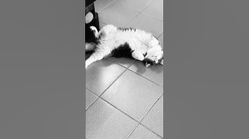 Lazy cat sleeps on floor