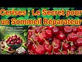 The Unexpected Health Benefits Of Cherries Find Out Why You Should Eat Them The Unexpected Health Benefits Of Cherries Find Out Why You Should Eat Them