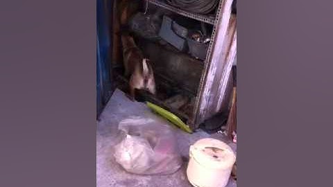 2 chú chó bắt chuột - two dogs catch a mouse