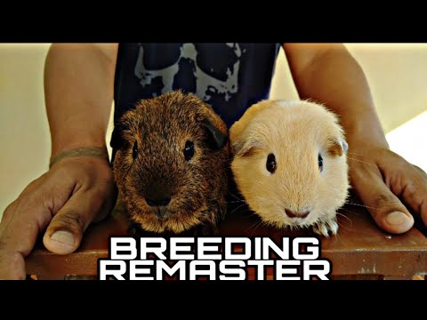 Video: Paano Pangalanan Ang Isang Guinea Pig