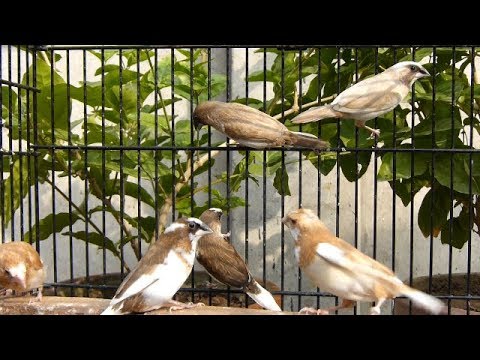 Pehea ka lōʻihi o ke ola ʻana o nā finch?