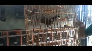 Suara Cililin ampuh Memancing Cililin bahan Biar cepat Bunyi