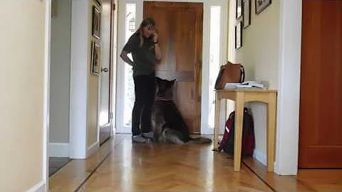 Raika - dog shoulder target for straight fronts