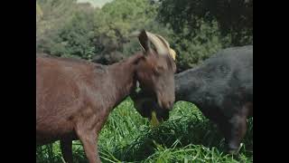 Fauna | Official Trailer | ALT EFF 2025
Pau Faus / Spain / 1 hr 14 mins / Catalan, Spanish / 2023
In a forest near Barcelona, an old shepherd and his flock live next to a high-tech laboratory for animal experimentation. As he battles a bone disease and watches his profession vanish, scientists work on the Covid vaccine. Fauna reflects on the ties between humans, animals, and science. Fauna | Official Trailer | ALT EFF 2025