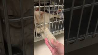 Visiting bell county animal shelter #kitty #cat