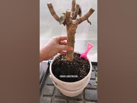 Не спешите выбрасывать крассулу, если были ошибки в уходе. - YouTube