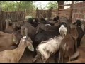 Produtores do sertão pernambucano estão em busca do registro de uma nova raça de carneiro