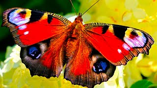 4k Beautiful Butterflies nature video. Nature Meditation with Soothing Birds Chirping / Singing 10 h