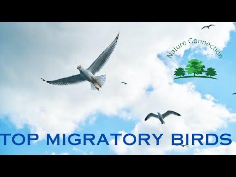वीडियो: किन पक्षियों को प्रवासी माना जाता है