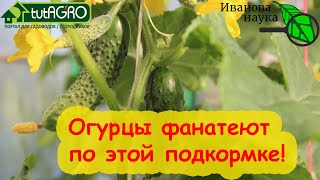 ОГУРЦЫ ВМИГ ПОКРОЮТСЯ ЗАВЯЗЯМИ и ПЛОДАМИ! Просто опрыскайте их этим раствором.