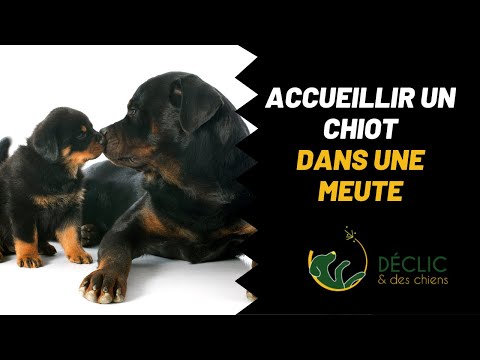 Vidéo: Ajouter un nouveau chiot à la meute