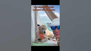 #StandardPoodle onboard is the best #boat #dog 🥰⛵️ #rebootthecatamaran #catamaran #sailing #boat