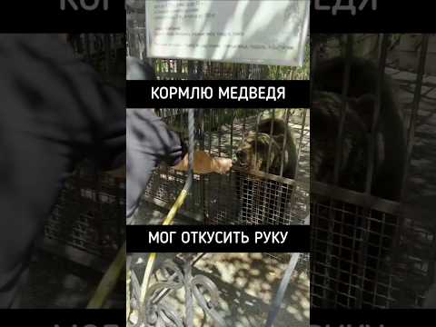Приручил медведя!🐻 #медведь