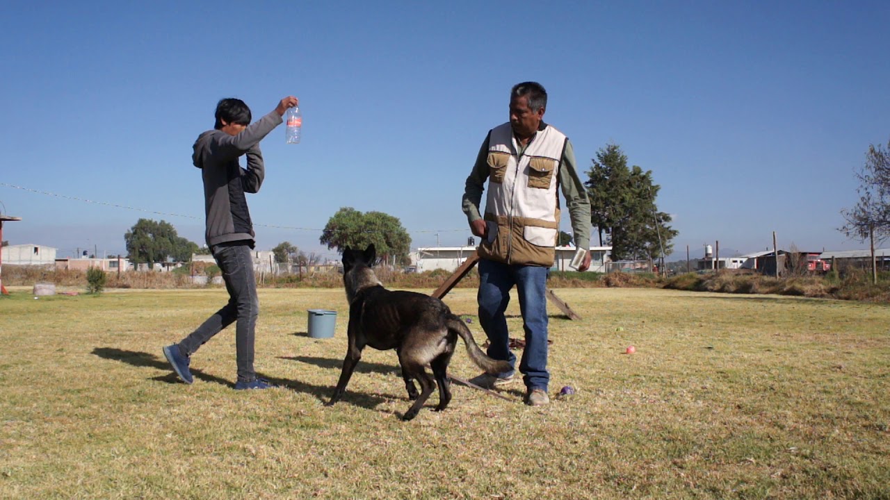 2 Adiestramiento canino Pastor Belga Malinois Max