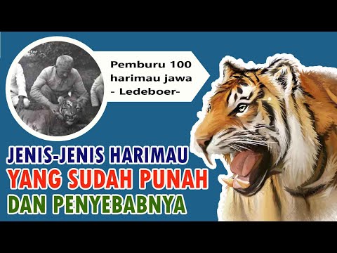 Video: Apakah pinyon jay terancam punah?