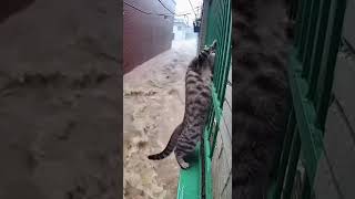 Download Lagu She Reached for Every Bar on the Fence… But the River Rose Faster Than She Could Climb. MP3