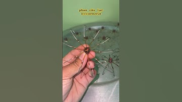 lưỡi câu lục ( luõie câu lục 10 lưỡi câu biển  thép không gỉ  160k1c )