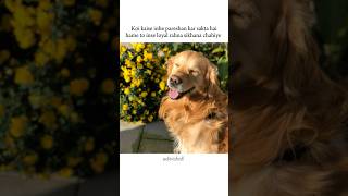 Loyalty Level Of Dogs