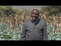 Upanzi Wa Mboga Aina Ya Kabeji Boresha Kilimo