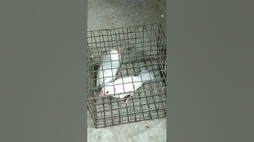 #birds_videos #java_sparrow #youtube_shorts #sparrow #short #white_java