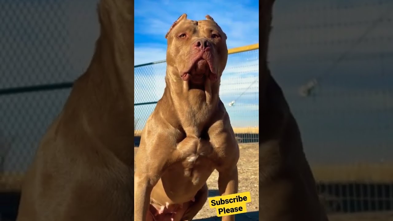 Muscle Pitbull Dog 