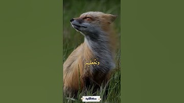 ونريد أن نمن على الذين استضعفوا - سورة القصص- المنشاوي #quran