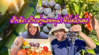 ทำไมเกษตรกรเมืองนอกถึงรวย? พาไปเก็บผักสดๆ🌱 เก็บผลไม้ฉ่ำๆ🍇 ที่ไร่ฝรั่งเศส