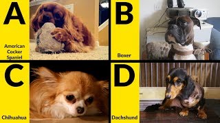 ABC Dog Breeds for Children  Learn Alphabet with Dogs for Toddlers & Kids