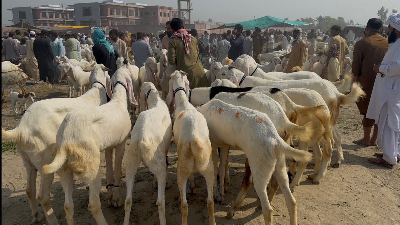 Bakra Mandi Dera Ghazi khan | Qurbani 2026 ka mall | #dera #qurbani2026